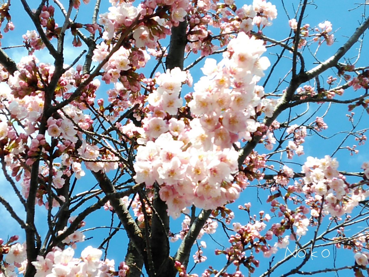 オオカンザクラ