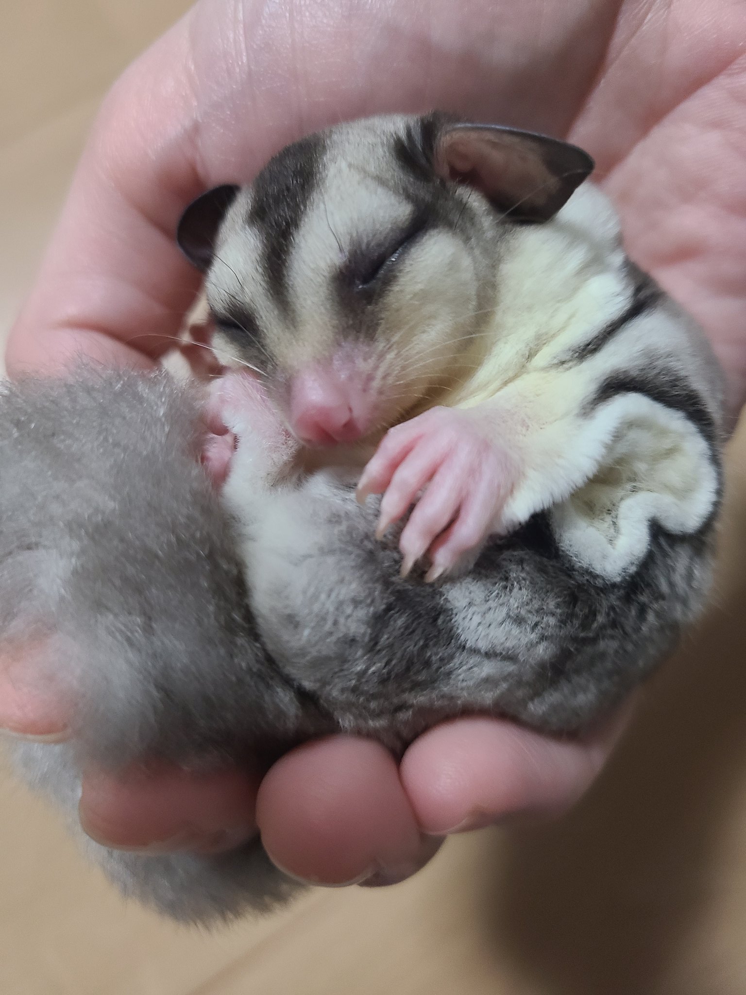 Twitter 上的 ももんが ラテ ミルク 手の中にすっぽり 寝ながら私の指を噛んでみたり舐めてみたり かわいい フクロモモンガ モモンガ ふくろももんが かわいい 寝顔 T Co Teob1ejggo Twitter