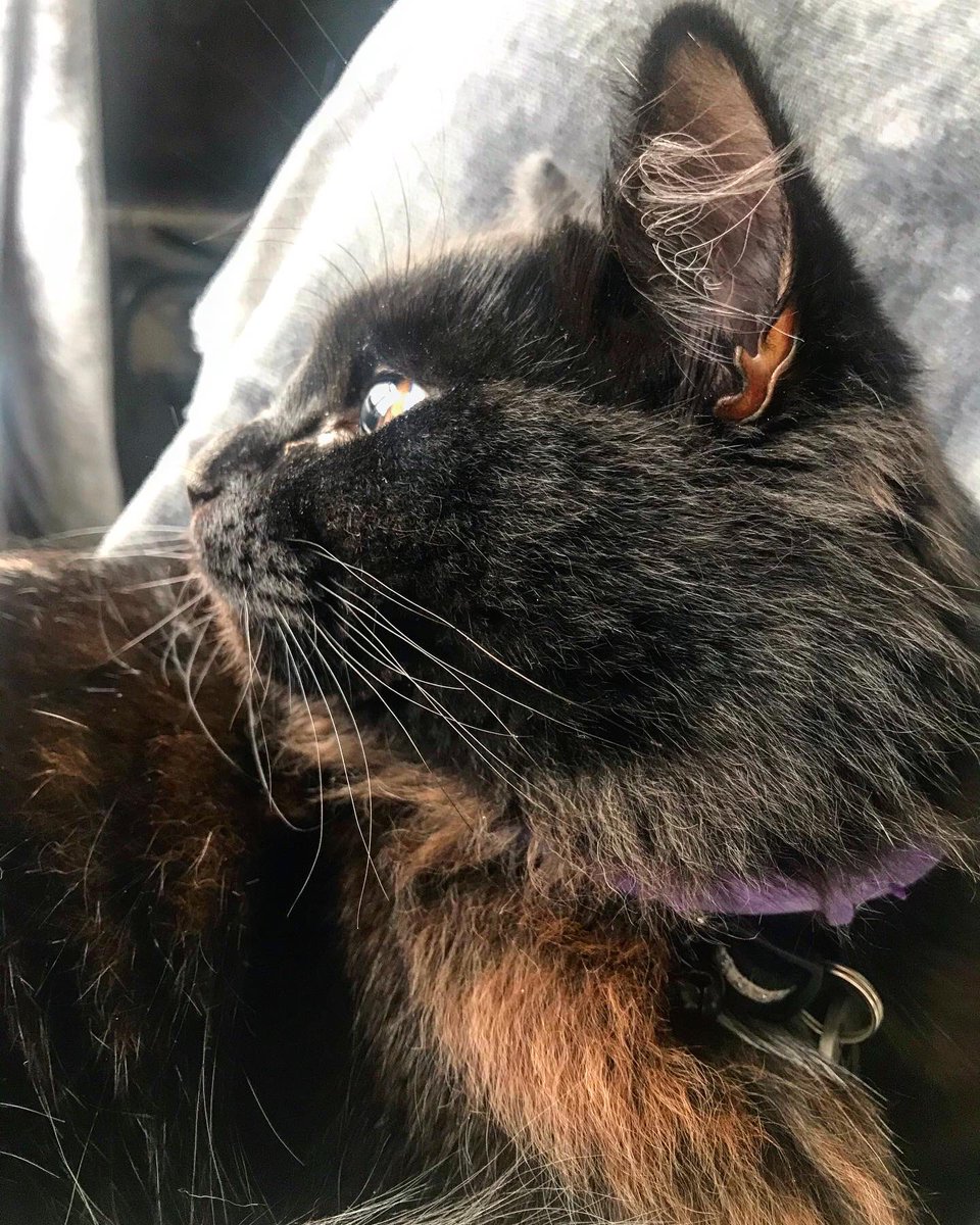 Helen McCook tweet media