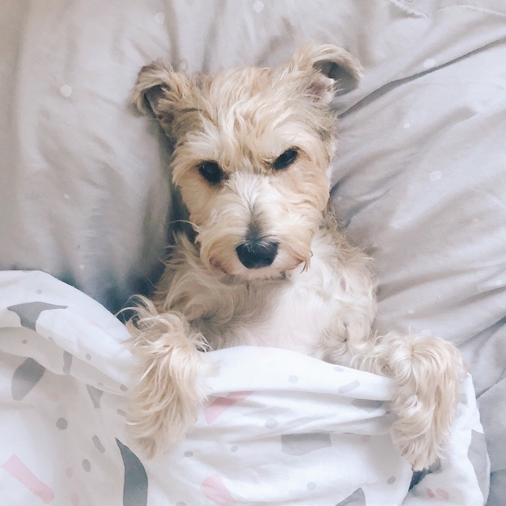 tailsdogfood's tweet photo. When you wake up and realise it's not Friday...
•
•
#tailsdotcom #dogsofinstagram #dogsofuk #dogstagram #ukdogs #dogsofgreatbritain #dogmumlife #tailsdogfood #dog #rescuedogsofinstagram #rescueismyfavouritebreed #adoptdontshop #muttstagram #ukrescuedogs https://t.co/2KPchB9bUM https://t.co/9BLg397BDN