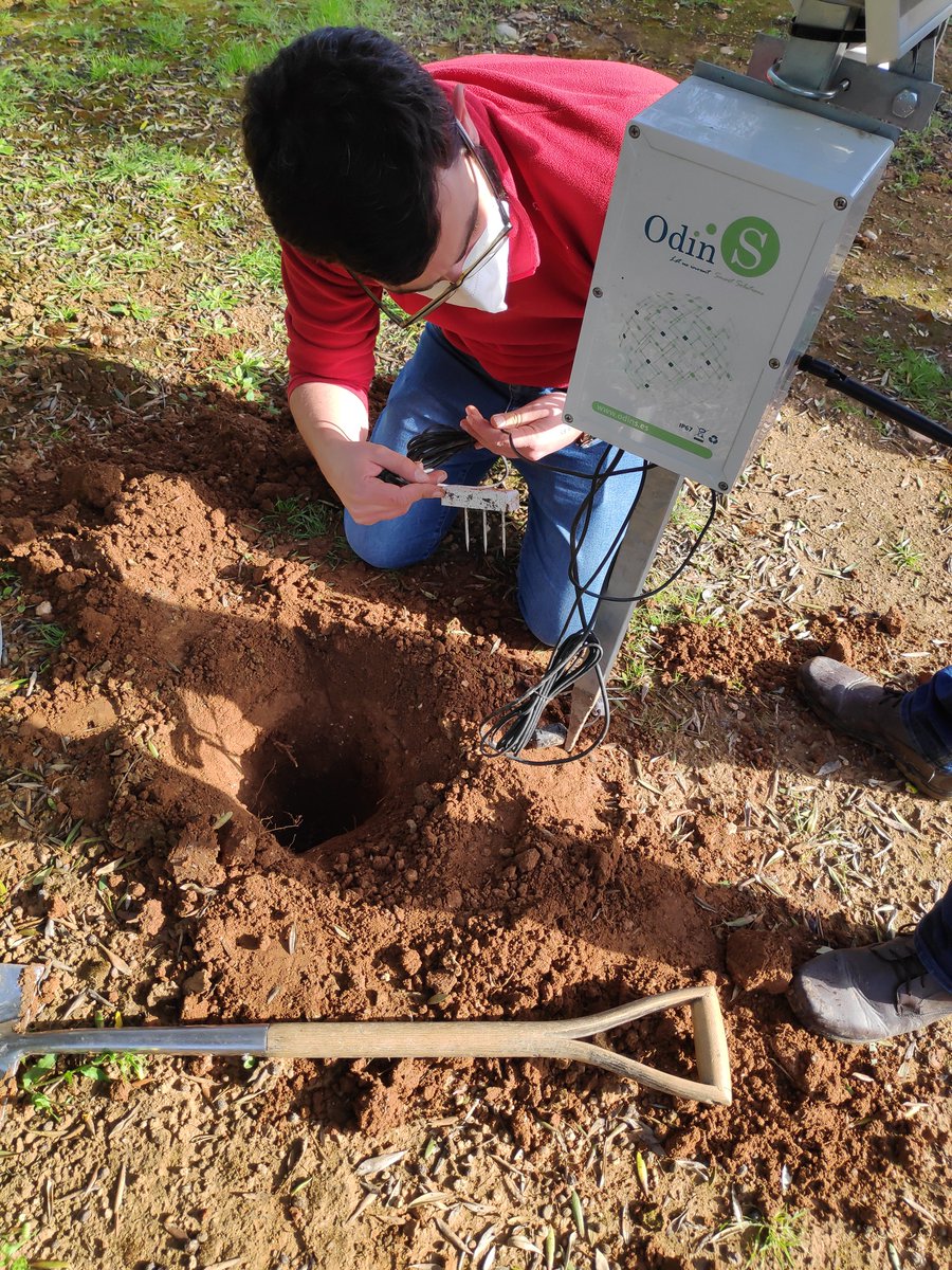 FIWAREZone's tweet photo. Buenos días 😃 Ayer instalamos en nuestro AgroLab de Córdoba (IFAPA Alameda del Obispo) sensores de última generación con tecnología #FIWARE en cultivos de olivos y almendros 🌳para el análisis de datos y la prevención del estrés hídrico 

#FIWAREZONE https://t.co/e08GROGFw1