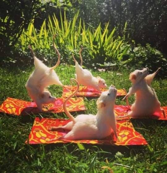 adorrabblee's tweet photo. @_mahadevi yoga dulu aja din biar rilek https://t.co/QaQTYv9lNl