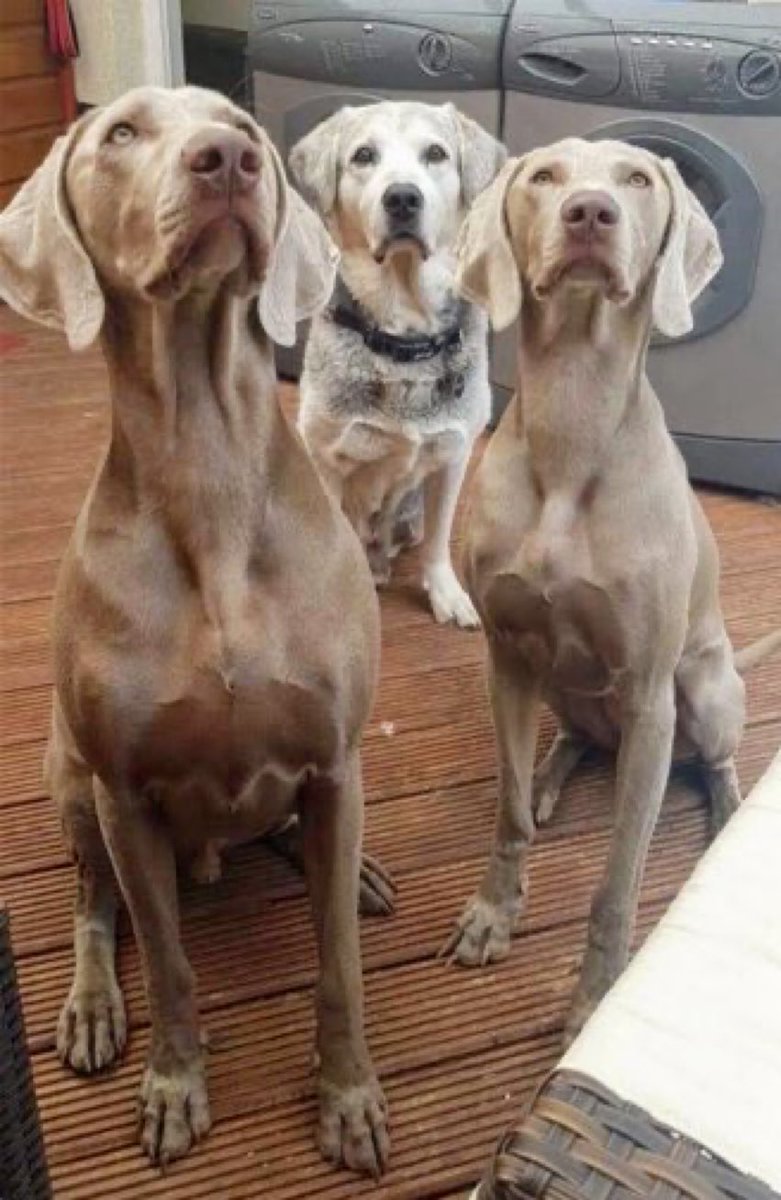 Every poster session