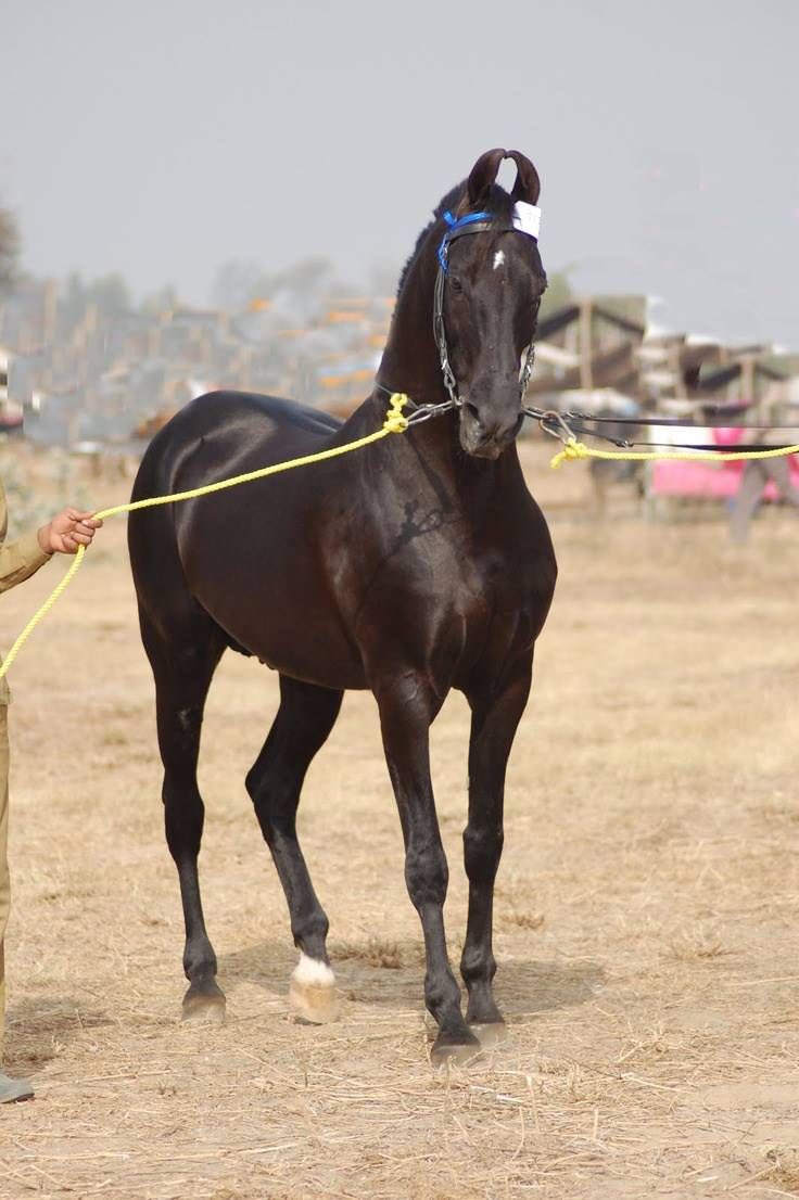 индийские лошади марвари. марвари порода лошадей. пегий марвари. лошади породы марвари. марвари гнедая.