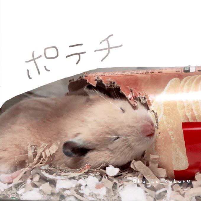 キンクマのtwitterイラスト検索結果 キンクマのtwitterイラスト検索結果