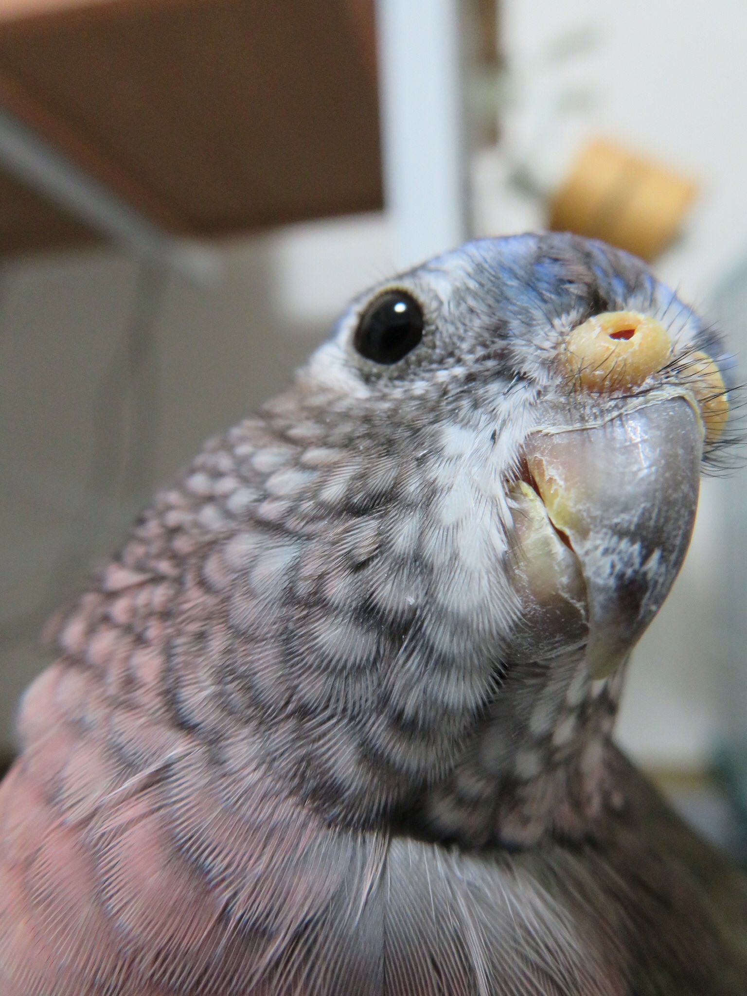 むぎ アキクサインコ Nikaidoumugi21 Twitter