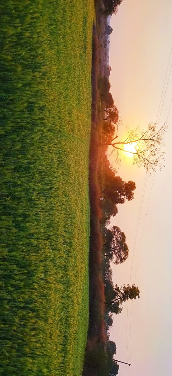 berangsaladka's tweet photo. लहलहाते खेत, हवा का स्वच्छ वेग, 
मन भी यहाँ शांत लगा...

जब आया मैं अपने गाँव, 
शहर मुझे एक विदेशी प्रांत लगा...👍
#lifeinvillage
#Farmers
#apnagao
दूर कहीं खेतों से...👍

@Alokmotion @_alvida_ @dwivedi__ @ladka__bawal @sonuprajai08 @gandhi_akansha @bellarosa000 @S_R_I_N_G_A_R https://t.co/vJ2mDHamQN