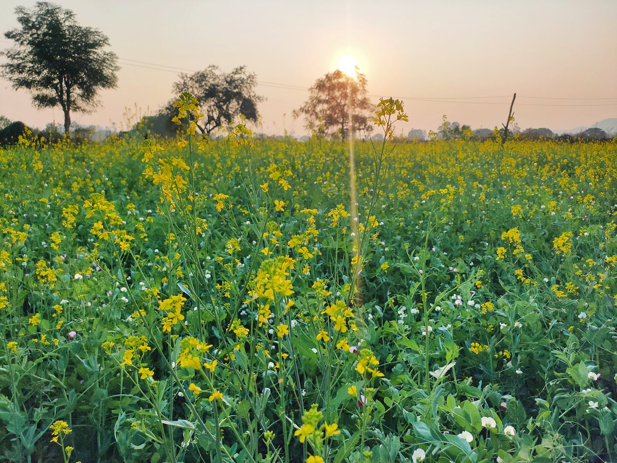 berangsaladka's tweet photo. लहलहाते खेत, हवा का स्वच्छ वेग, 
मन भी यहाँ शांत लगा...

जब आया मैं अपने गाँव, 
शहर मुझे एक विदेशी प्रांत लगा...👍
#lifeinvillage
#Farmers
#apnagao
दूर कहीं खेतों से...👍

@Alokmotion @_alvida_ @dwivedi__ @ladka__bawal @sonuprajai08 @gandhi_akansha @bellarosa000 @S_R_I_N_G_A_R https://t.co/vJ2mDHamQN