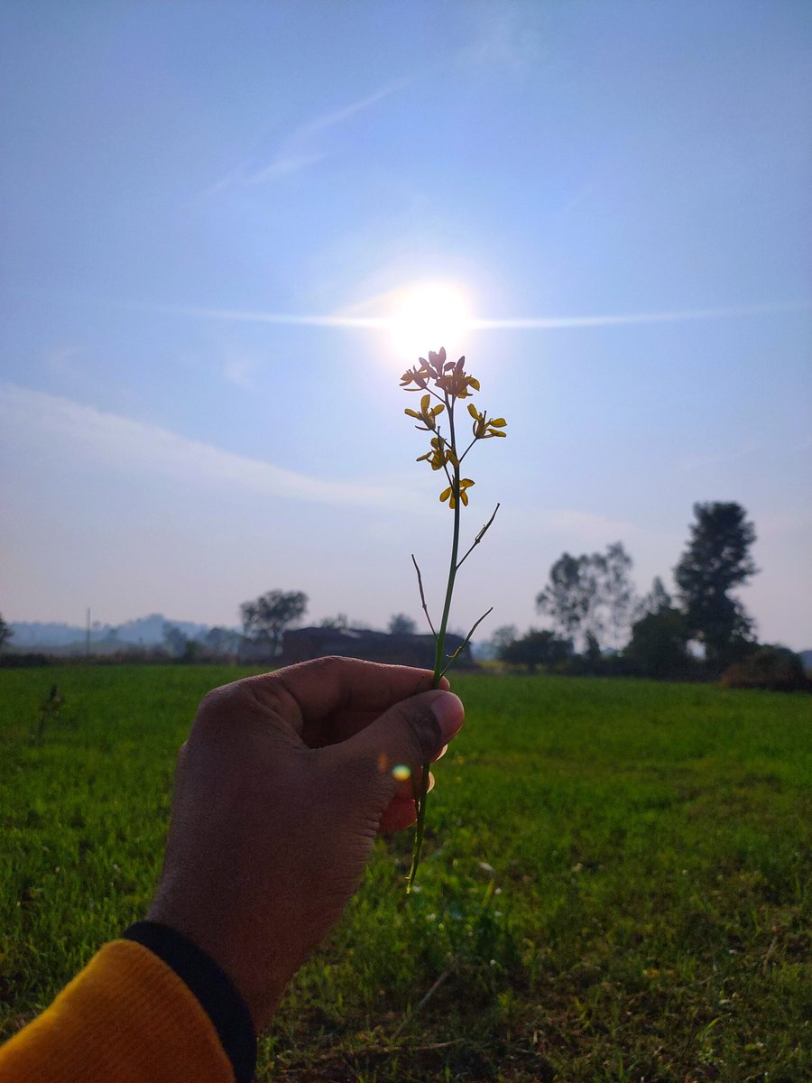 berangsaladka's tweet photo. लहलहाते खेत, हवा का स्वच्छ वेग, 
मन भी यहाँ शांत लगा...

जब आया मैं अपने गाँव, 
शहर मुझे एक विदेशी प्रांत लगा...👍
#lifeinvillage
#Farmers
#apnagao
दूर कहीं खेतों से...👍

@Alokmotion @_alvida_ @dwivedi__ @ladka__bawal @sonuprajai08 @gandhi_akansha @bellarosa000 @S_R_I_N_G_A_R https://t.co/vJ2mDHamQN