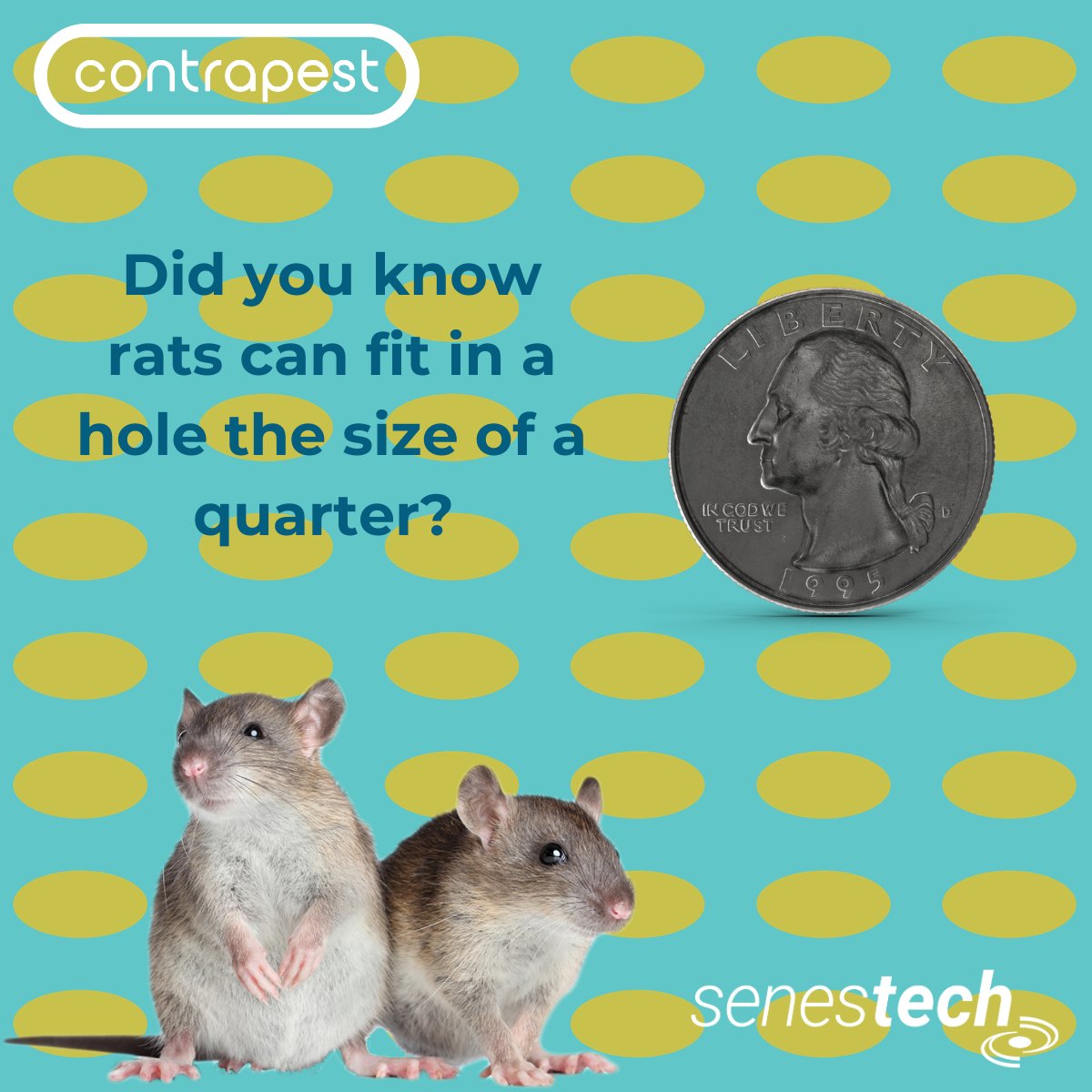 SenesTech's tweet photo. Did you know #rats can fit in a hole the size of a quarter? 
Make sure you use preventative measures to ensure  rats from entering your building.
#ContraPest #SenesTech #pestcontrol https://t.co/jmnzXdJj1b