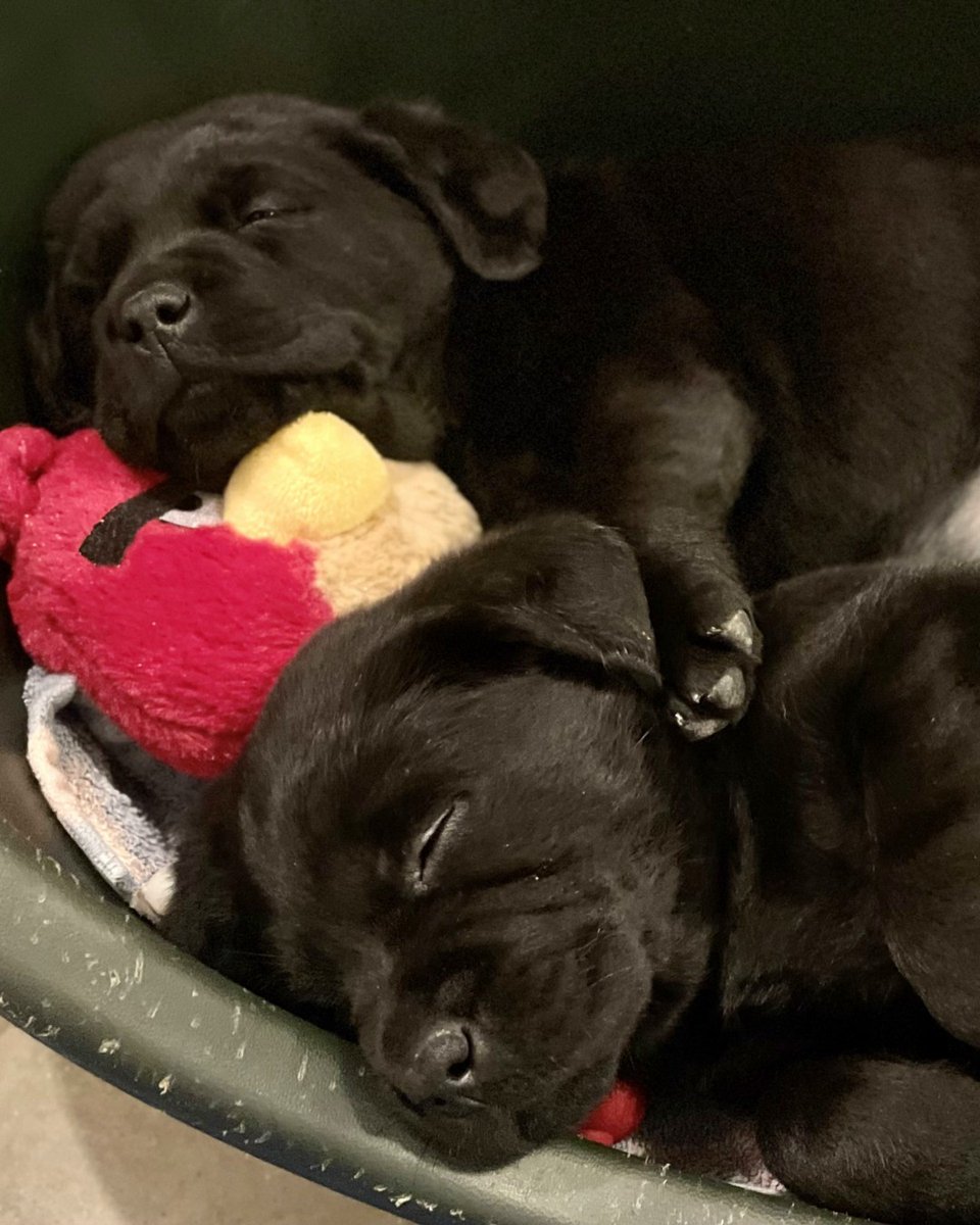 circletail's tweet photo. Our newest bunch of Service Dogs in Training, napping after a big day of play.
#KairaPuppies
#HelpingDogsHelpPeople
#PartnersWithPaws
#SDIT #ServiceDogsOfInstagram
#ServiceDogsInTraining
#ServiceDogsSaveLives
#ServiceDogsRock
#CincinnatiDogs https://t.co/3UbphMnynF