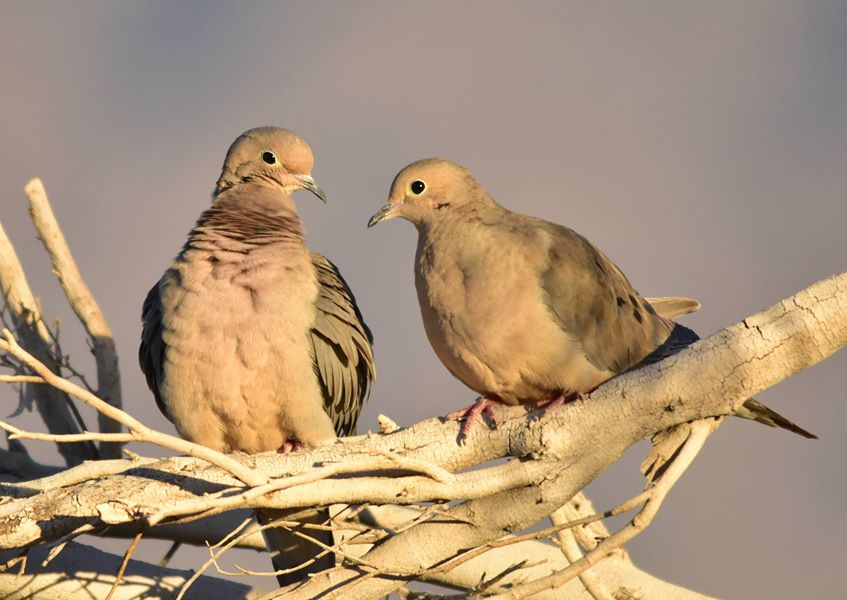 Mourning doves perched in a tree