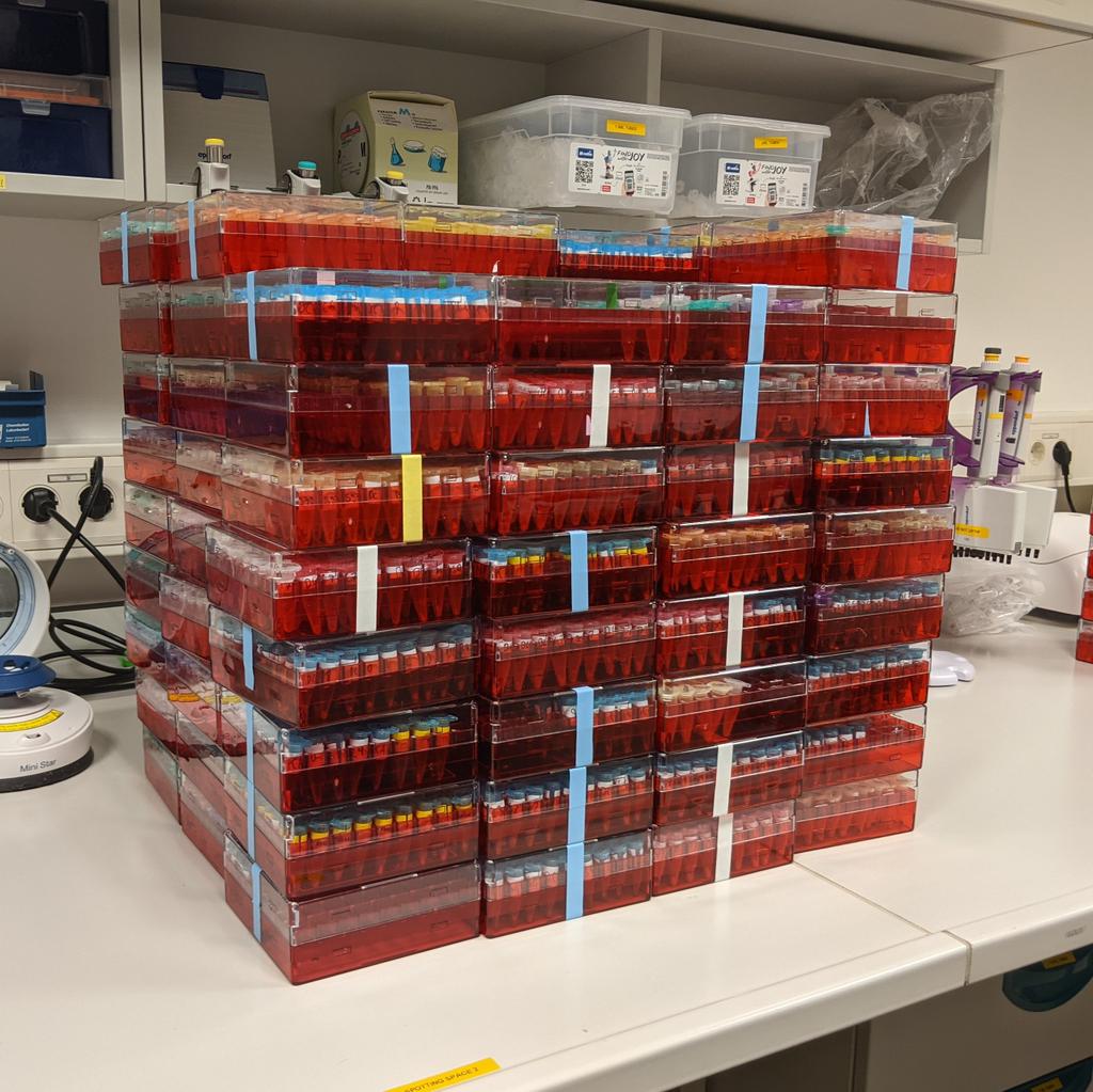 DrSamBrown's tweet image. BOOM! All 8,000 dried, packed, and sealed. It&apos;s been a pleasure @MPI_SHH