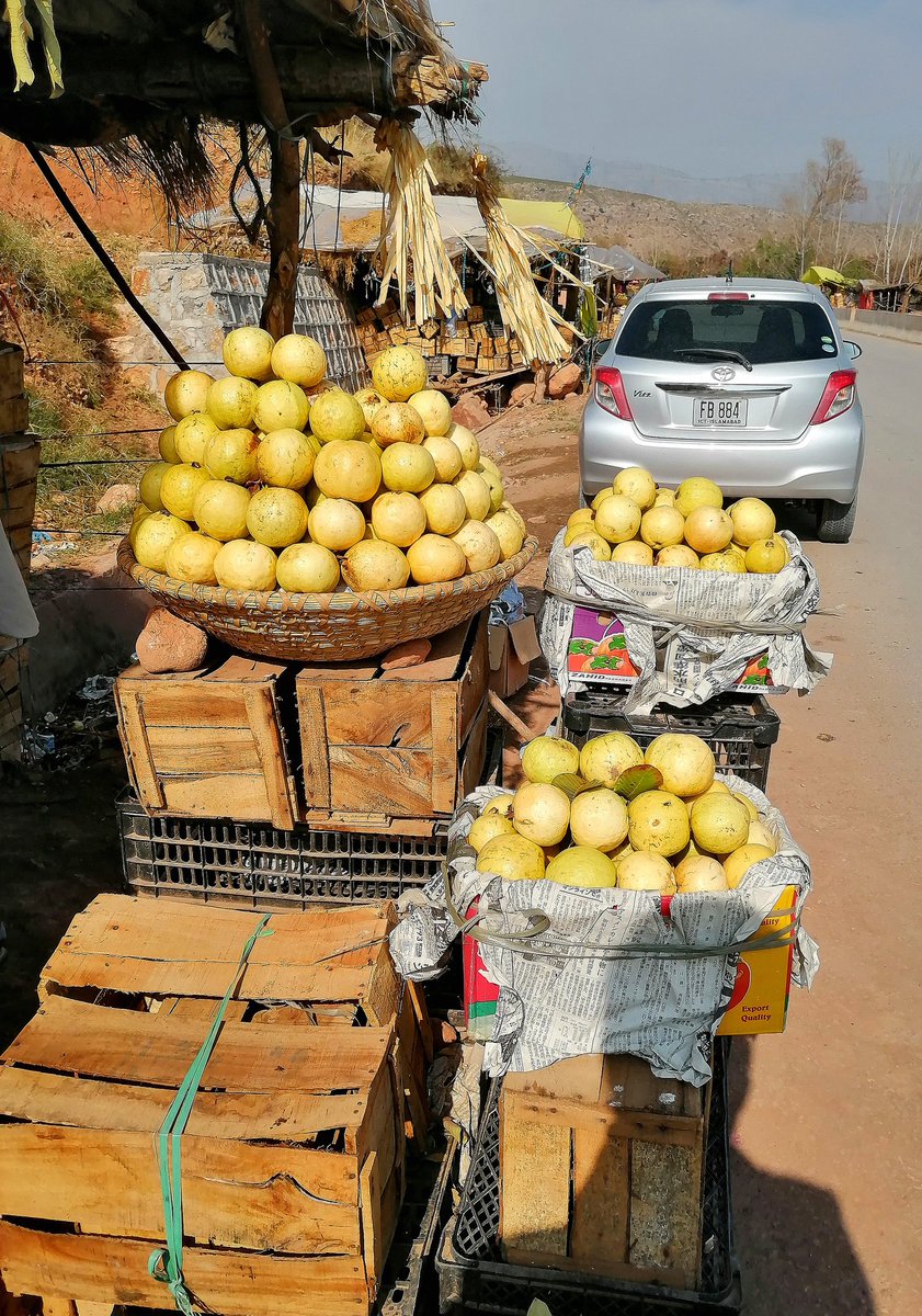 advimranalishah's tweet photo. District kohat is famous for many things but this Guava 😋 https://t.co/kTqkNch498