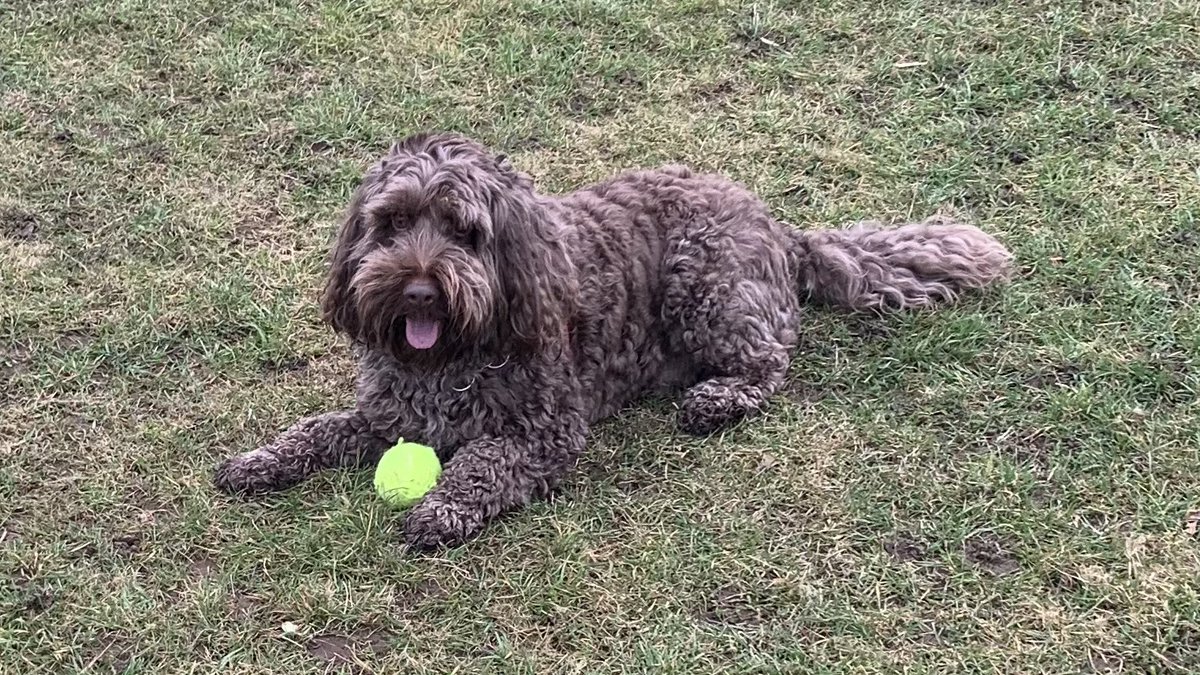 McLarenDoggo's tweet photo. I spied another dog had stolen Lando’s helmet at the park. I pinched it back, but now I is in the dog house as apparently it wasn’t a helmet, it was just Dave’s ball. #SorryDave #EasyMistakeToMake https://t.co/qDRX9DnoTZ