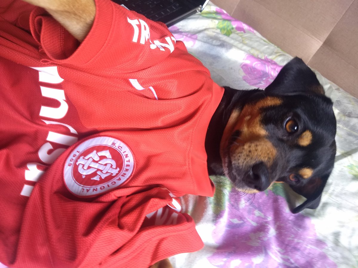 LaDonaRabiscada's tweet photo. Doguinho da sorte passando na tua timeline 🇦🇹🍀🏆 #Bud #viralata #diadesercampeao #3aninhos #diadele #diadeinter https://t.co/UejdBR9mRD