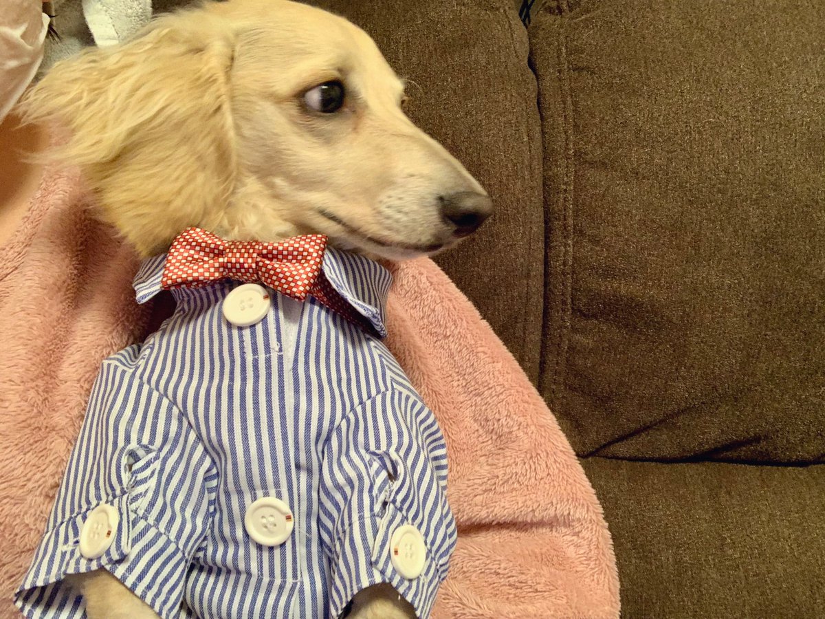 ____ulu____'s tweet photo. これからお誕生日���です🎂💓
洋服はカインズで購入しました🐶💕
#ミニチュアダックスフンド　#ダックスフンド　#犬のいる暮らし　#愛犬　#犬好きさんと繋がりたい　#うるくん成長日記　#うるくん生誕　#一歳　#2月25日生まれ https://t.co/llD6UNvo74