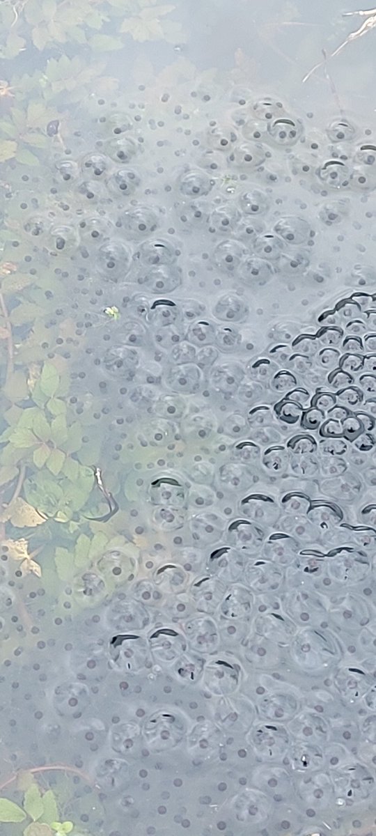 We are so excited to announce that we have frog spawn in our school pond! Such a great opportunity for the children to see nature in progress! #frogspawn #benfieldprimary