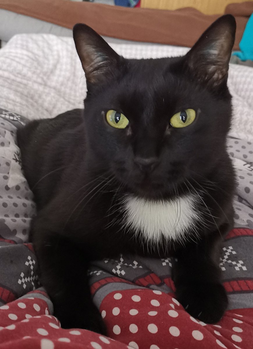 (っ◔◡◔)っ𝕸𝖔𝖓𝖘𝖙𝖊𝖗 𝕹𝖊𝖑𝖊 tweet media