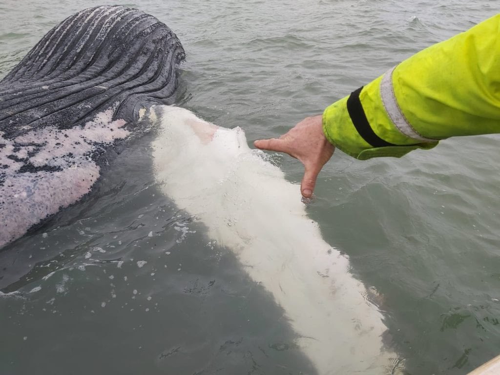 BaltimoreSafari's tweet photo. A dead #Humpback #whale in #RoaringwaterBay in #WestCork is only a small juvenile animal. It doesn’t look to be in a bad state of decomposition, so it hasn’t been drifting for too long. So many questions at present about its death how? Where? Such a sad sight. Photo @IWDGnews https://t.co/9HANb6kuwI