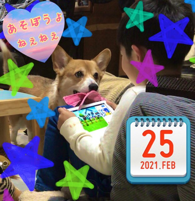 もかちん 6歳息子にかまってちゃん コーギーのいる暮らし コーギー ペット 愛犬 犬 犬と子供 癒し もかちん 6歳息子にかまってちゃん コーギーのいる暮らし コーギー ペット 愛犬 犬 犬と子供 癒し