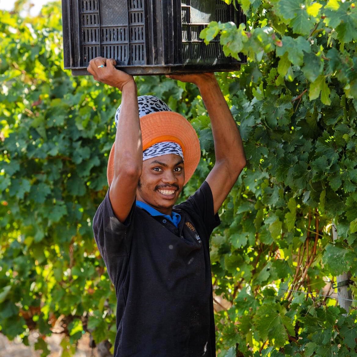 Yes, we did it again!

All Pinotage grapes are in and processed. 
Always a challenge at Aaldering as we produce four different wines out of this single variety #pinotageblanc #pinotagerose #ladym #pinotage This 2021 vintage is another winner!