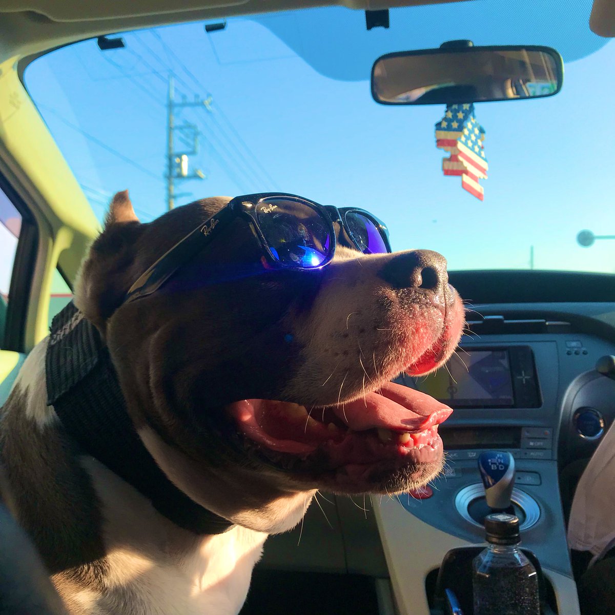 BootsyBully's tweet photo. サングラスbully🐕🕶 https://t.co/e5dVhj9jZf