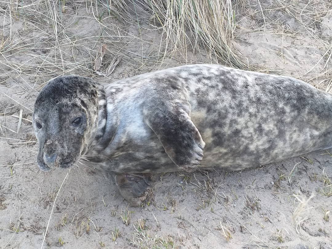 uyDIsrU's tweet photo. Busy time for #BDMLR over the last few months and their medics.
If you see a marine animal in distress call BDMLR on 01825765546. 
#BDMLR #sealrescue #beach2clean https://t.co/1a5HVD3UKg