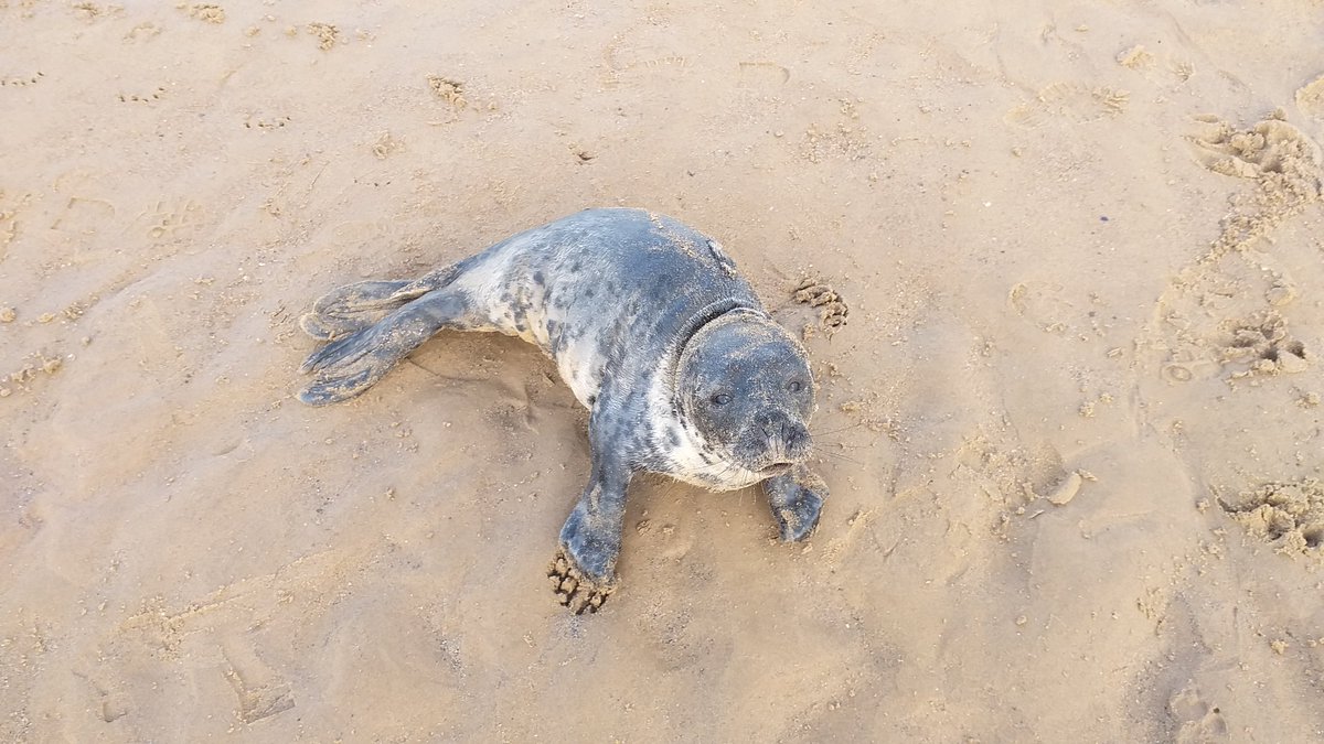 uyDIsrU's tweet photo. Busy time for #BDMLR over the last few months and their medics.
If you see a marine animal in distress call BDMLR on 01825765546. 
#BDMLR #sealrescue #beach2clean https://t.co/1a5HVD3UKg