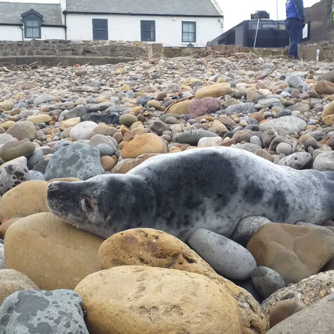 uyDIsrU's tweet photo. Busy time for #BDMLR over the last few months and their medics.
If you see a marine animal in distress call BDMLR on 01825765546. 
#BDMLR #sealrescue #beach2clean https://t.co/1a5HVD3UKg