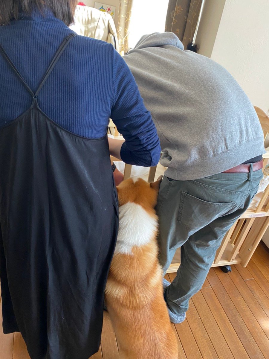 WC_RON's tweet photo. 👶

お家に赤ちゃんがやって来ました🤱
僕にも見せて～と
パパとママの間に割り込むロンさん。
可愛いねぇ

#コーギー #犬のいる暮らし #犬と赤ちゃん https://t.co/YZABNW7sHT