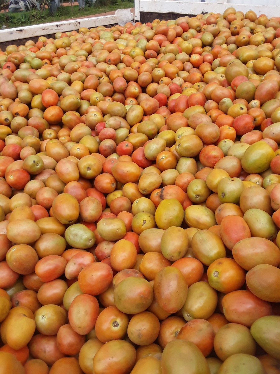 MuzaRichie's tweet photo. This year zviri kwedu. First time farming after 12 years of staying in the UK. Expecting a bumper harvest from my 20 Ha. Horticulture and mombe along the side. Its nice to be out of office and good rains @basera_john @nickmangwana @TembaMliswa https://t.co/zZFAvCFniq