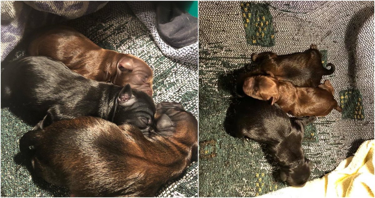 Los hechos ⬆ y la toma de muestras de #ADN se remontan a octubre de 2020:

"En la última semana, la protectora denuncia el abandono de cuatro cachorros de perro y otros cuatro de gato. Uno de ellos ya ha fallecido"
harodigital.com/noticias-de-ri…