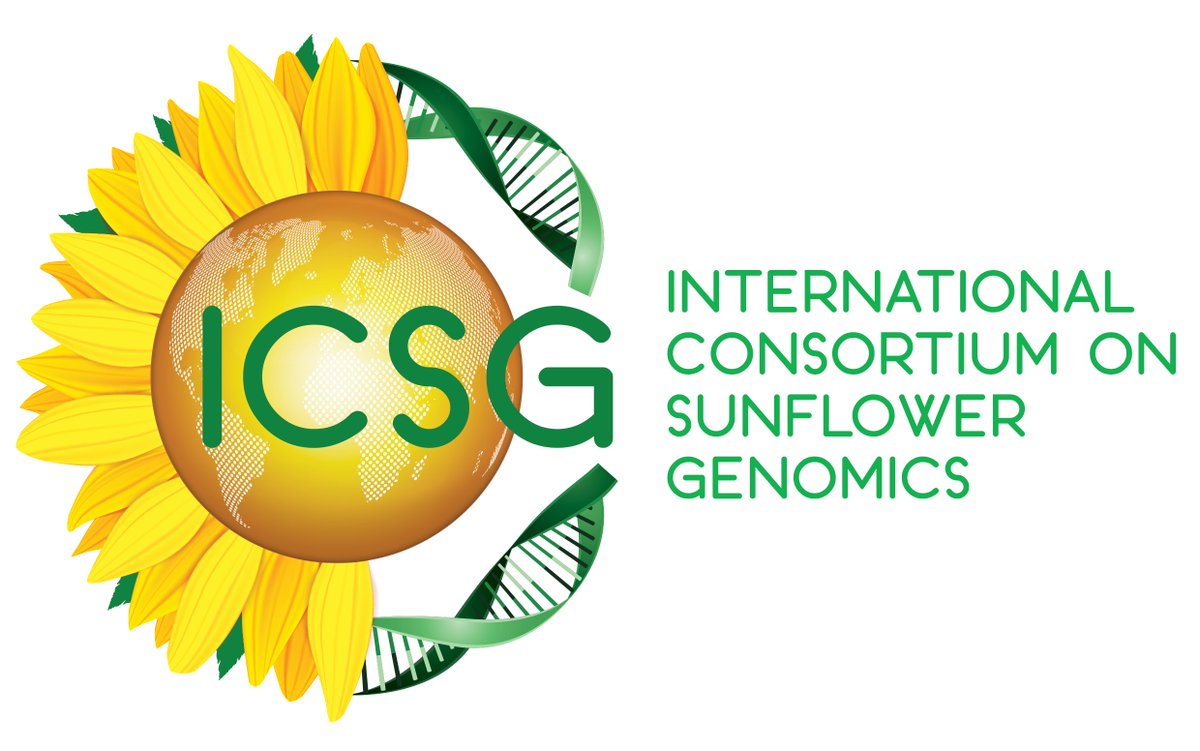 Le #consortium international en génomique du #tournesol, vous connaissez ❓
👉générer des données &amp; des ressources génétiques
👉permettre un accès à un catalogue de gènes 🧬 et d'allèles pour la recherche 🧐 &amp; la sélection variétale 🌻🌻

url.inrae.fr/30VQLq5
<a href="/ICSG_Sunflower/">ICSG</a>