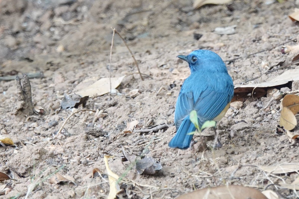 shivya's tweet image. Over just a few days @CGHSwaswara in Gokarna, felt such a deep connection with nature. 

A short thread, to share some of those feelings.

#incredibleindia #mindfultravel #collab