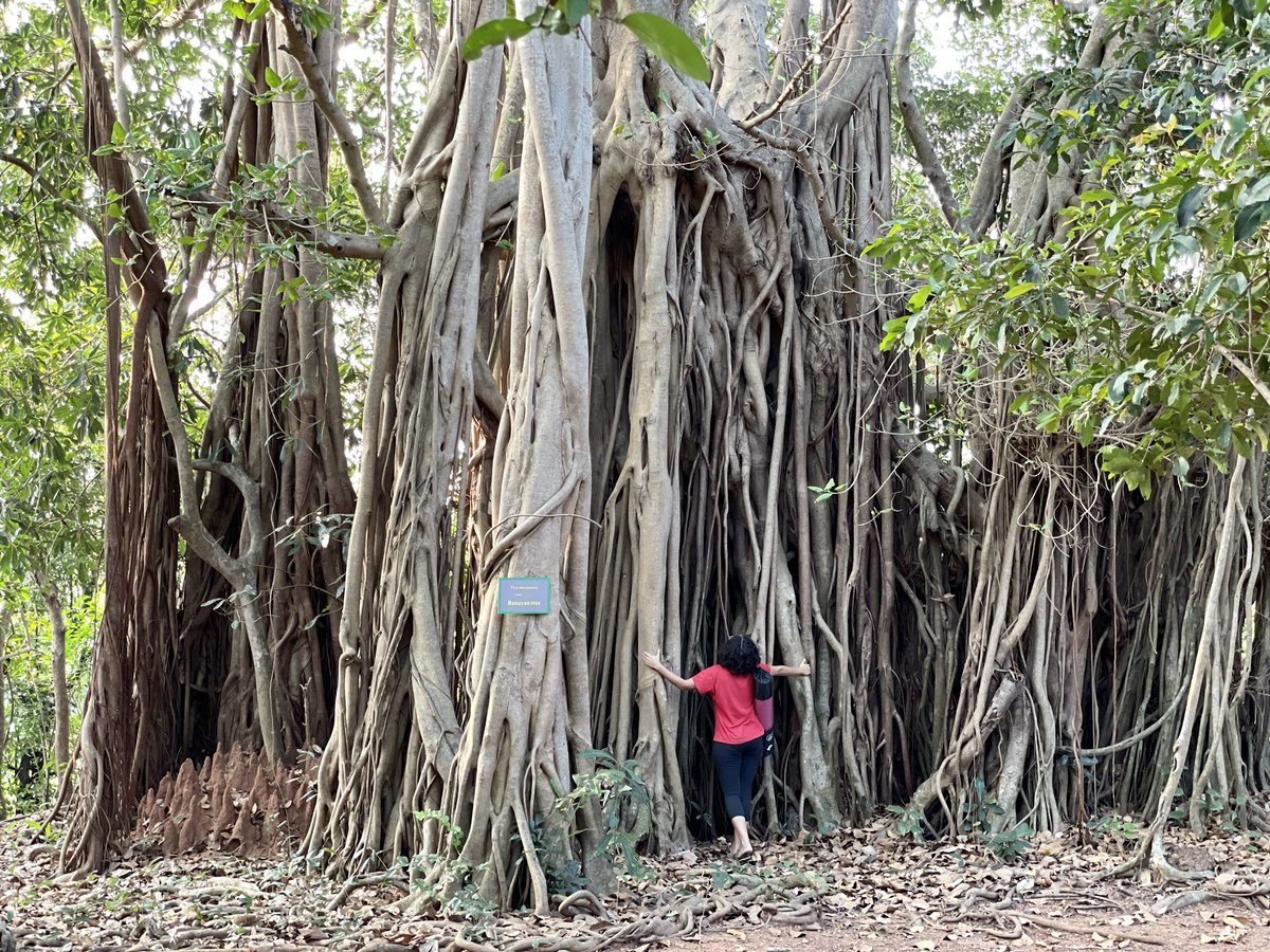 shivya's tweet image. Over just a few days @CGHSwaswara in Gokarna, felt such a deep connection with nature. 

A short thread, to share some of those feelings.

#incredibleindia #mindfultravel #collab