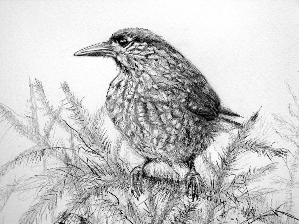 ciaghi_tiziana's tweet photo. #FlockOfArtists Hello, I'm Tiziana, I love to watch  and draw birds, I make sketches and I use watercolor ... it's nice to meet many artists, greetings from Italy! https://t.co/hndpfozMW0