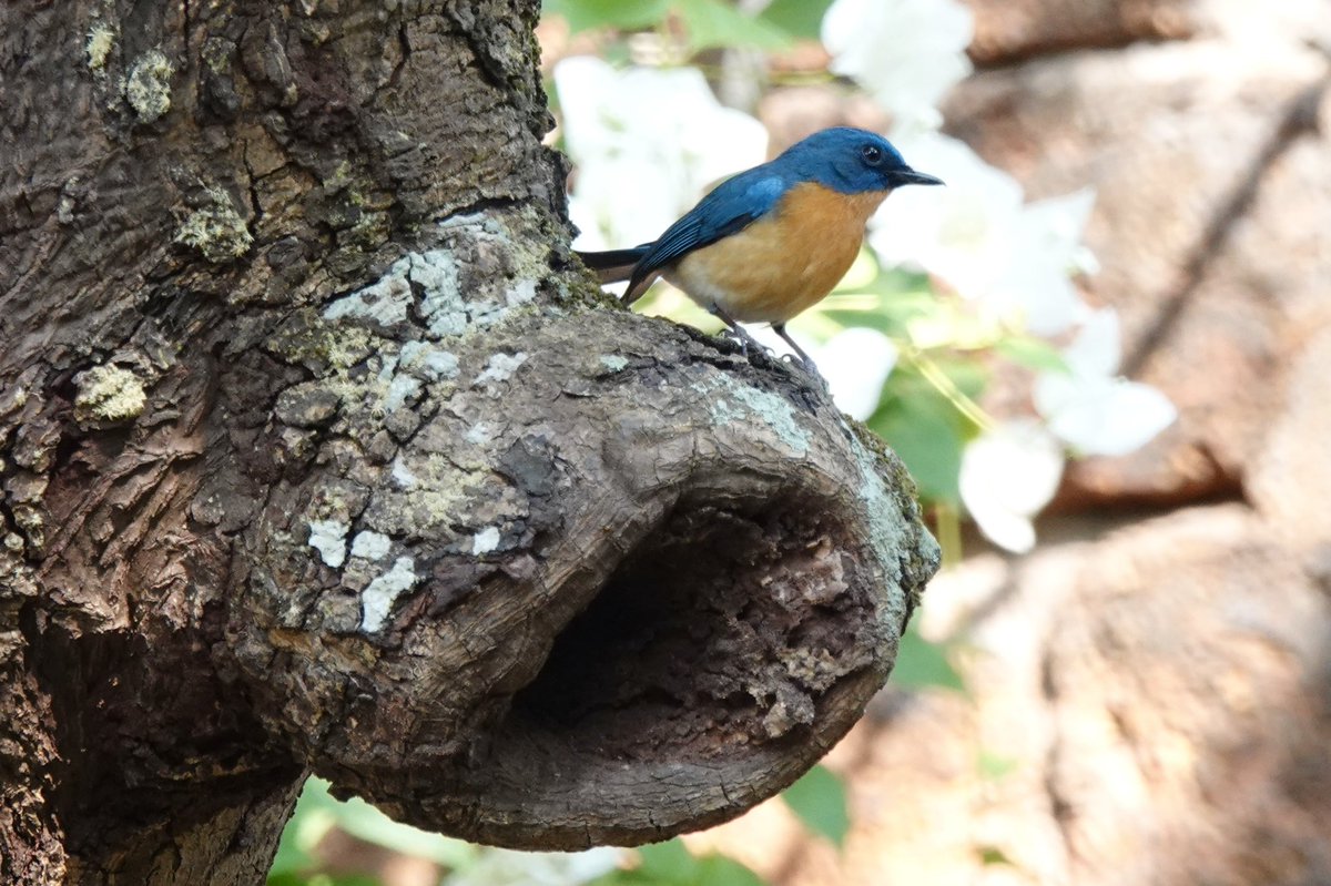 shivya's tweet image. And saving the best for the last: Saw a Tickell’s Blue Flycatcher for the first time ever, while doing yoga. Such a pretty one 💚

@CGHSwaswara #indiatravel #responsibletravel