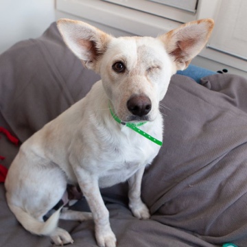 We need your help now!#ROARridgefield #fcgives #FairfieldCountyGives conta.cc/3urWvWt