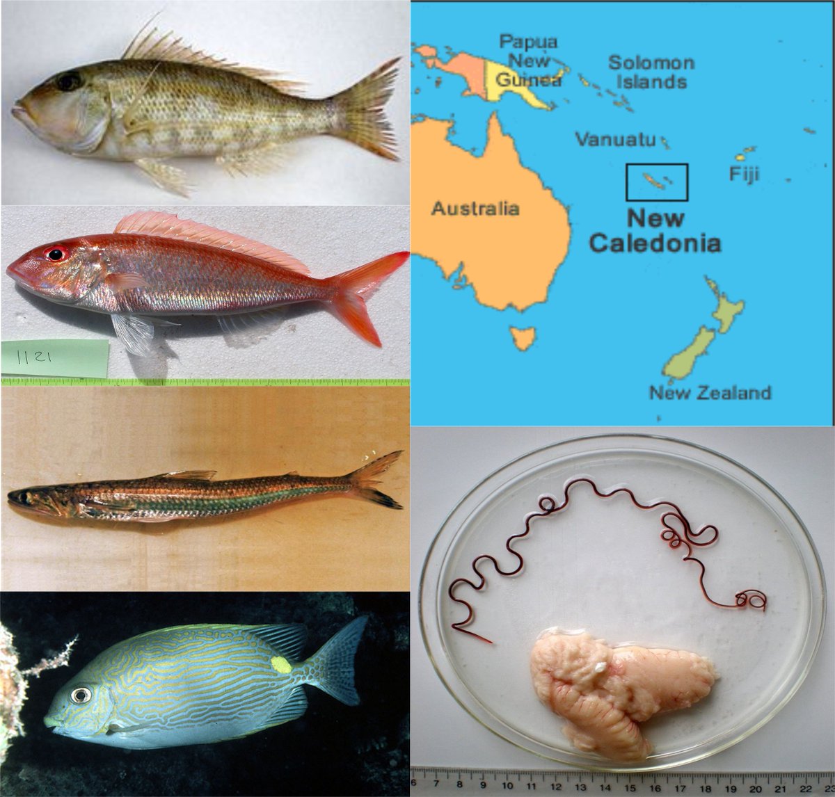 New work out describing the stable isotope relationships for C and N between helminth parasites and their coral reef fish hosts from New Caledonia. Stable #isotopes do not behave the same between #parasite groups, attachment sites, or host SI value. nature.com/articles/s4159…