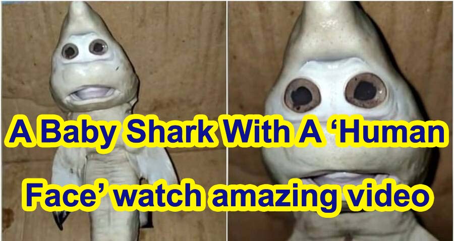 Fact Check True Baby Shark Was Born With Human Face In Indonesia