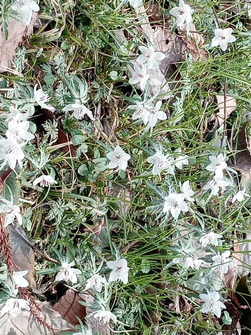 イワオ めしねこ 2巻発売中 S Recent Tweets 10 تحليلات تويتر الرسومية الخاصة بهوتويت Whotwi