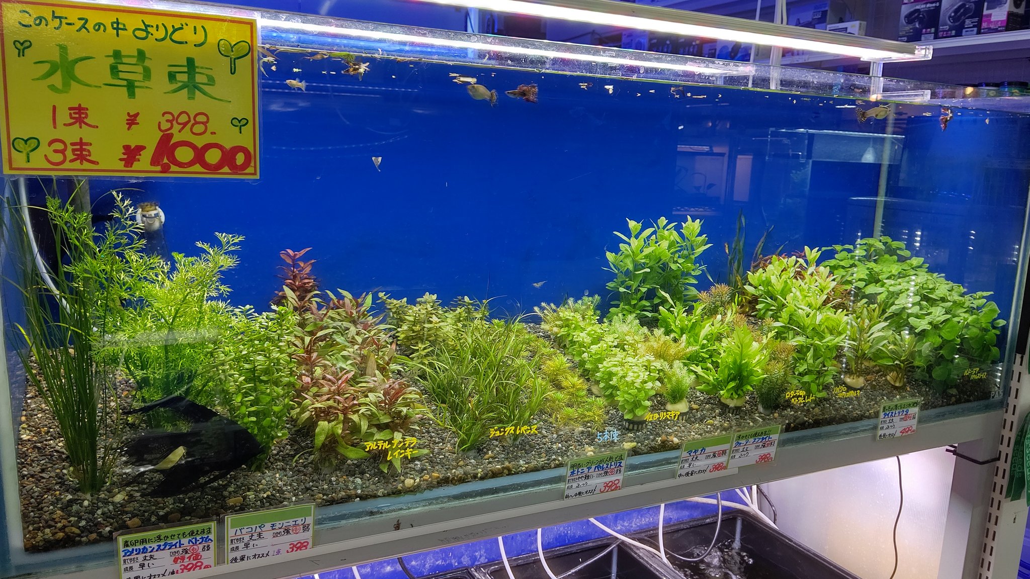 توییتر 一茶 در توییتر モアさんの水草の販売水槽 同じサイズの水草の販売水槽が裏側にあと4本あります モアアクアガーデン 水草 水槽レイアウト アクアリウム 熱帯魚 T Co Tfehpmb5li