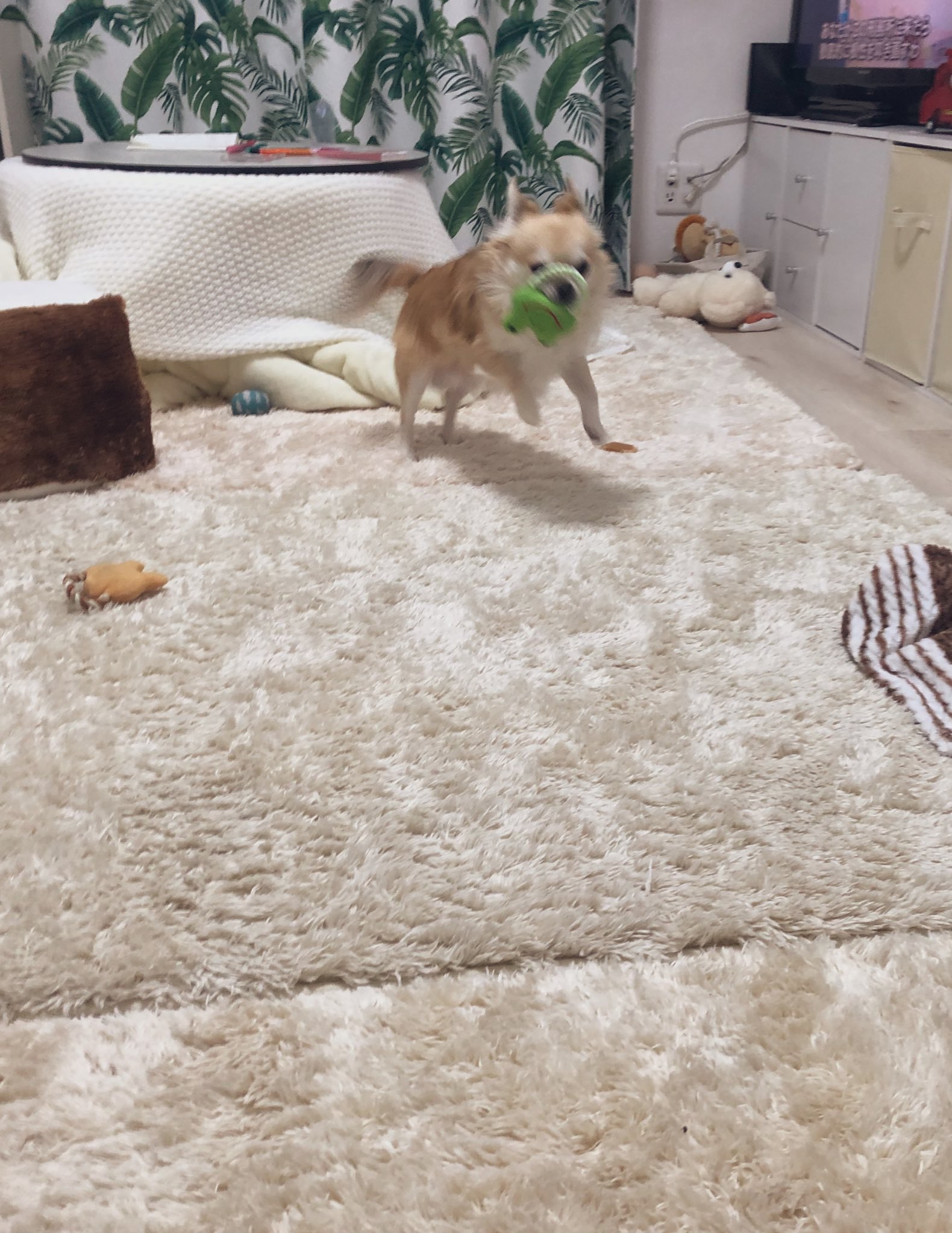 ちくわ なんでそんな掴みにくい所を せまりくる犬 おもちゃだらけ