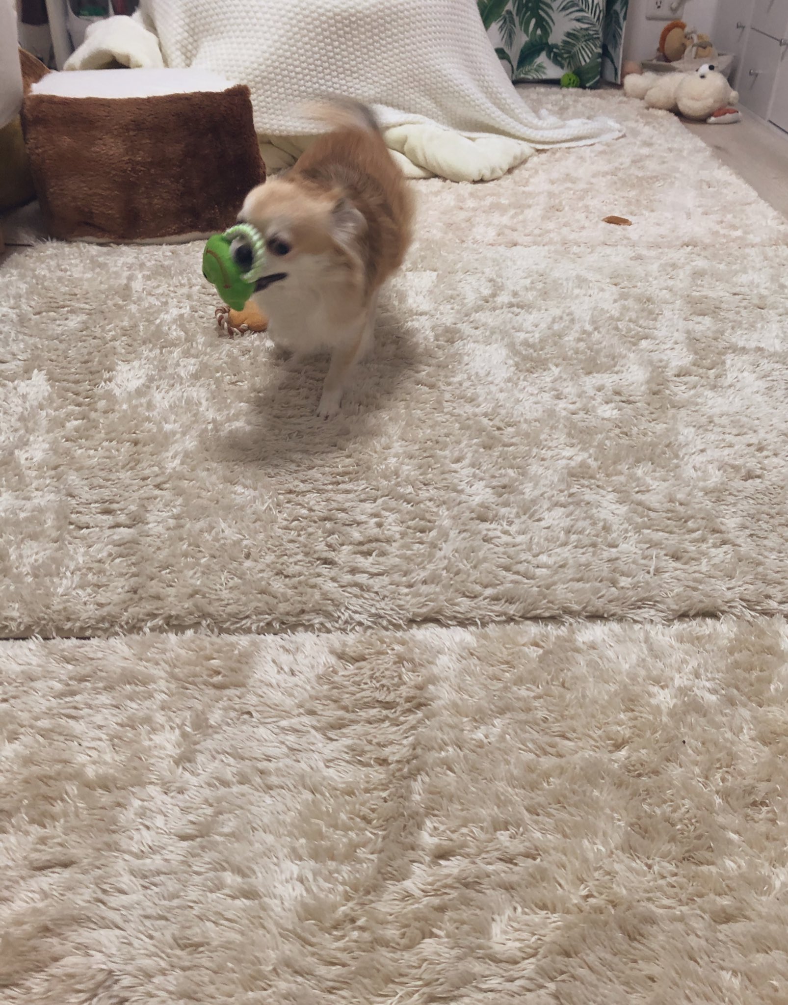 ちくわ なんでそんな掴みにくい所を せまりくる犬 おもちゃだらけ