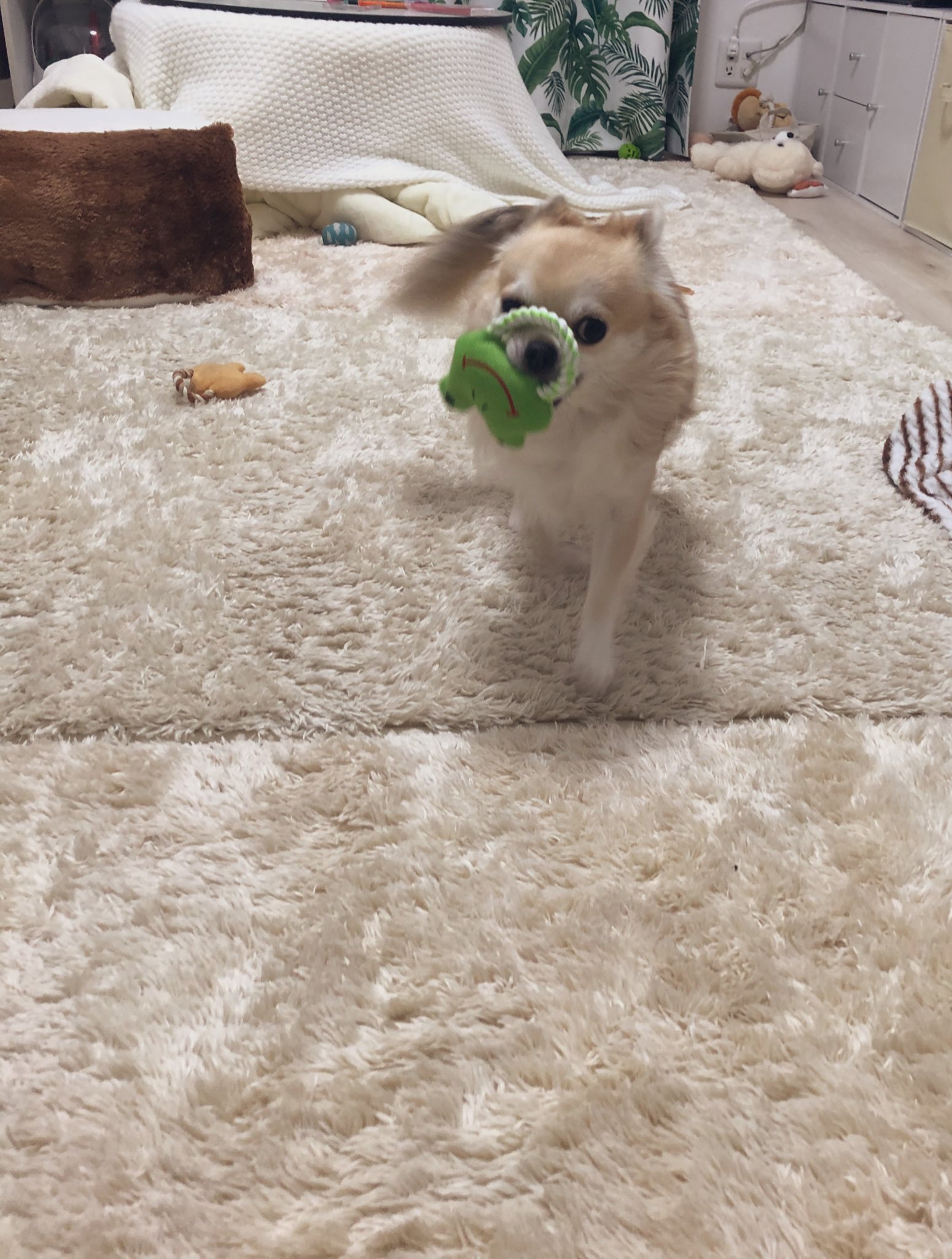 ちくわ なんでそんな掴みにくい所を せまりくる犬 おもちゃだらけ