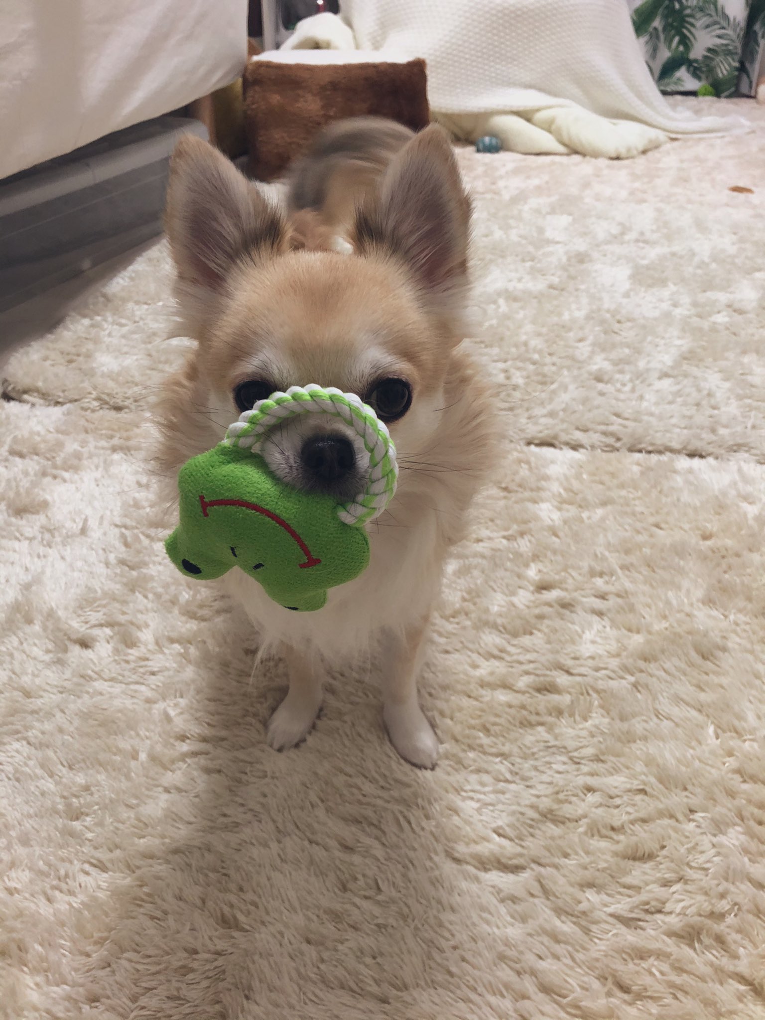 ちくわ なんでそんな掴みにくい所を せまりくる犬 おもちゃだらけ
