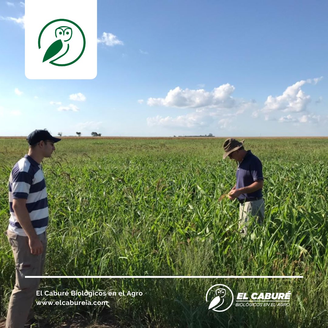 elcabureinsumos's tweet photo. 💪🌱Poniendo en producción bajos salino-sódicos con Sulfato de Calcio líquido en nanopartículas y sorgo. Se puede
#ElCaburéBiológicos #Bajossalinos #Sorgo #Sulfatodecalcio #ElCabureInsumosBio #Biológicosenelagro #RecuperacióndeSuelos #Suelovivo https://t.co/mJw45kHz9d