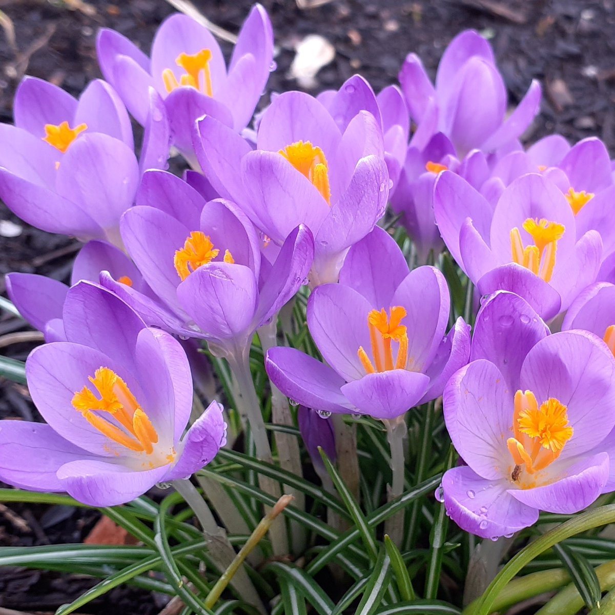 Castlehilldevon's tweet image. A great way to extend the flowering period of your herbaceous borders is to use spring flowering bulbs. This little crocus appears in late winter/spring as a violet flame above the brown earth. They open their petals on sunnier days, exposing a rich orange carpel and stamens.