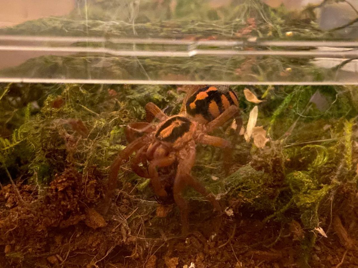halcyons_home's tweet photo. I thought I’d share photos of my Hapolopus sp. Columbia sling. The colors of this species are just spooktacular, haaa. They just molted a few days ago too so that orange really pops.  #spiders  #arachnids #tarantulas #petkeeping #exoticpets https://t.co/YY0o9zGCmO